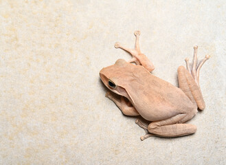 Tree frog   on cement wall background