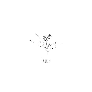 Hand drawing Taurus constellation symbol with floral branch and stars. Modern minimalist mystical astrology aesthetic illustration with zodiac signs