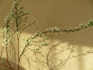 雪柳と珪藻土の壁と日差し　光と影　ナチュラル　ボタニカル
