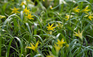 Selective focus on the bud, a Gagea flower (goose onion) growing in a clearing surrounded by other flowers on a natural background.