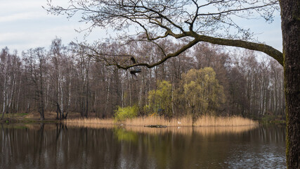 Fototapeta na wymiar Early spring landscape at wood lake.