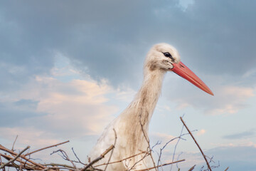 A stork stands in its nest, Builds the nest. A dramatic blue sky in the background. copy-space