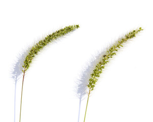 Ear of green foxtail grass, green bristlegrass, or wild foxtail millet isolated on white background. Setaria viridis