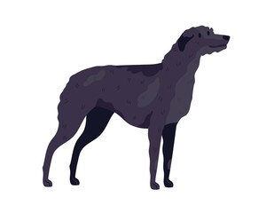 Irish Wolfhound breed. Guard or hunting dog. Tall doggy standing on white background. Realistic purebred wolf hound. Isolated flat vector illustration