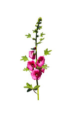 Hollyhock flowers or pink alcea rosea blomming with  bud and long stem , green leaf isolated on...