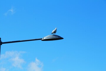 Fototapeta premium Seagull, bird on a street lamp