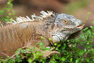 Iguana