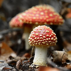 small fly agaric mushroom in the forest