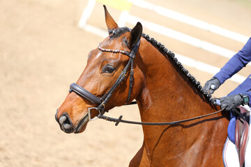 Obraz premium Head shot close up of a show jumper horse during competition under saddle with unknown rider