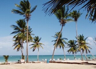 Fototapeta na wymiar palm trees on a tropical beach in the Caribbean