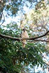 Close up View of Kookaburra Bird