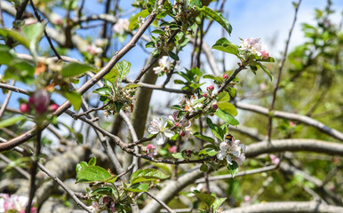 Albero di melo in fiore
