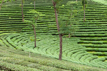 tea plantation - 429570655