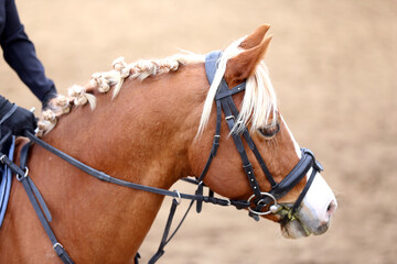 Obraz premium Photo of equestrian competition as a show jumping background.Head shot close up of a show jumper horse during competition under saddle with unknown rider