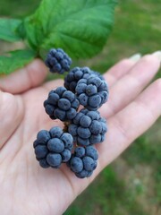 berries in hand