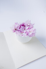 pink flowers in a white vase