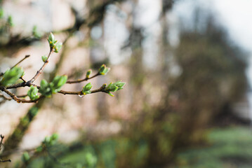 Spring concept. Blooming buds on a branch, close-up. Rain drop. Selective soft focus