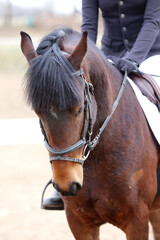 Fototapeta premium Photo of equestrian competition as a show jumping background.Head shot close up of a show jumper horse during competition under saddle with unknown rider