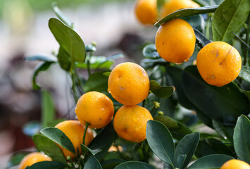 Close up of a ripe lime