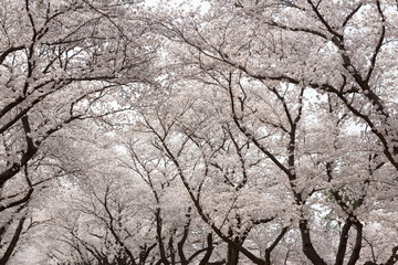 sakura tree
