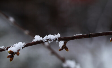 Flakes of snow on branch. Selective focus of Snowflake on tree during winter, shallow depth of field