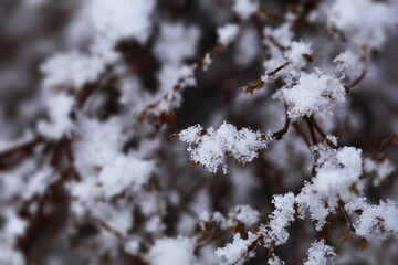 Flakes of snow on branch. Selective focus of Snowflake on tree during winter, shallow depth of field