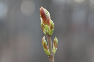 Fototapeta na wymiar bud of magnolia
