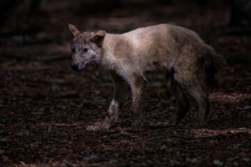 Fototapeta premium Loup et louveteau arctique