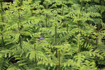Green leaves pattern background, natural background. Selective focus