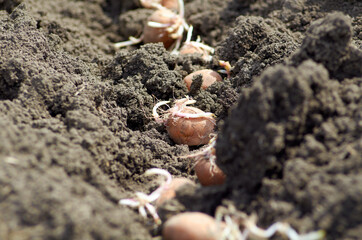 Photo of seed potatoes on the ground