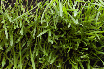Green succulent lawn grass with dew drops, top view