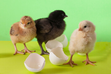 Little cute colorful chickens playing among eggshells