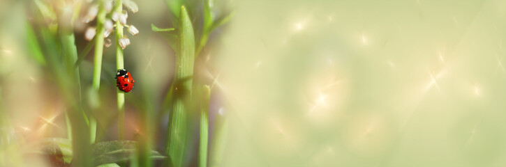 Widescreen unfocused background with a ladybug in the dew. Art design, banner © GalinaB