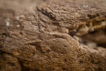 Shallow depth wood textured background.