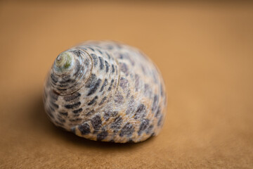 Shallow depth of field seashell on brown  textured background.