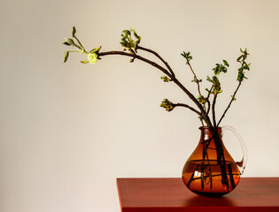 Chestnut sprouts and buds. Growing leaves in a glass vase.