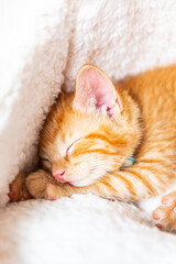 Cute ginger kitten sleeps