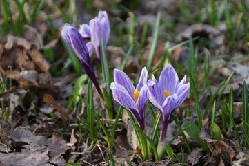 spring crocus flowers