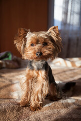 Small Yorkshire Terrier dog in the home interior is illuminated by the sun's rays.
