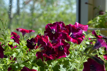 Deep magenta petunia flowers. Balcony greening by blooming plants.