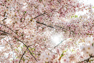 Blooming cherry blossom in Japan