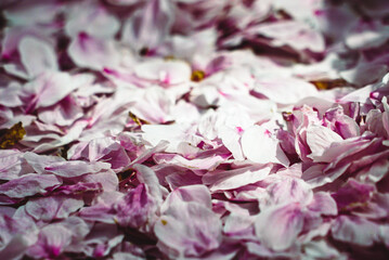cherry blossom petals