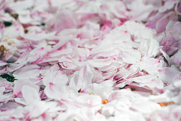 cherry blossom petals
