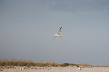 Seagulls flying over the sea shore.