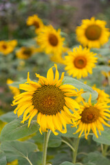 View of Sunflowers planted in a row at a farm blooming with blurred background