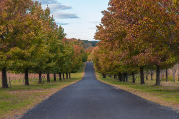 Obraz premium An empty road with maple trees on the side.