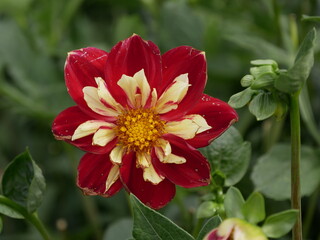 Fototapeta premium Dahliee