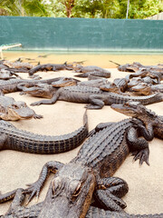 crocodiles on the beach