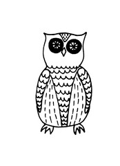 owl on a branch