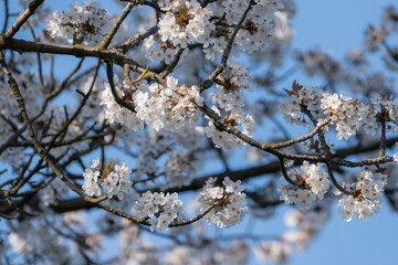 Kirschbaumblüten makro
